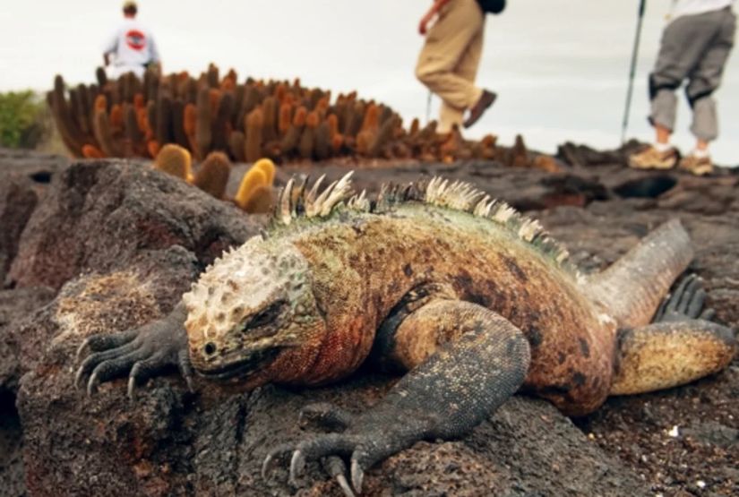 galapagos cruises 2027 iguana