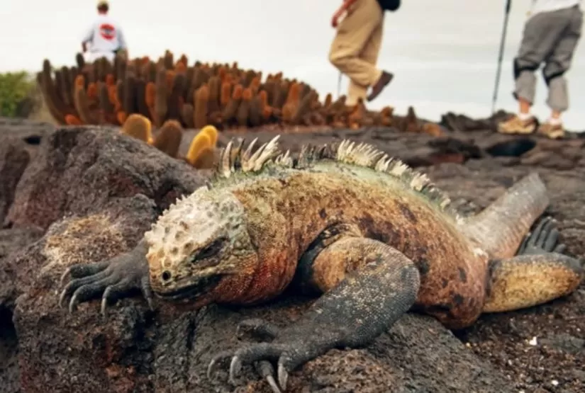 galapagos cruises 2027 iguana