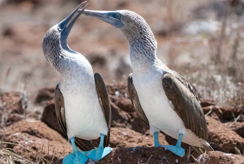 galapagos cruises 2027 itinerary