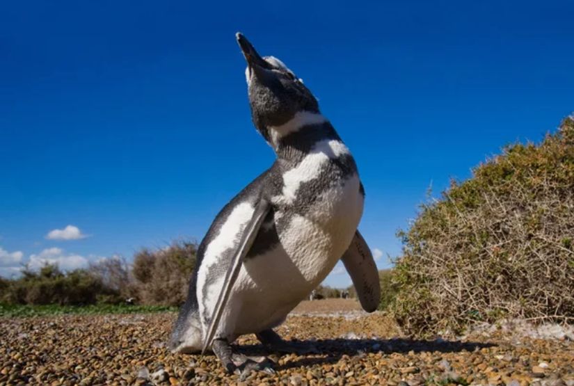galapagos cruises 2027 penguin