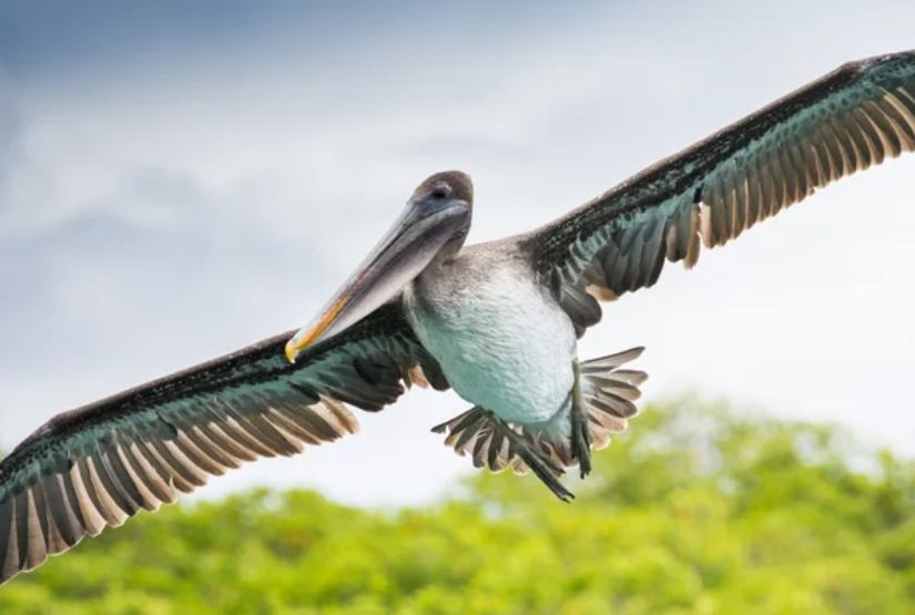 galapagos cruises 2027 trip
