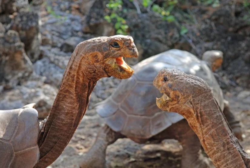 galapagos cruises 2027