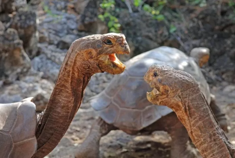 galapagos cruises 2027