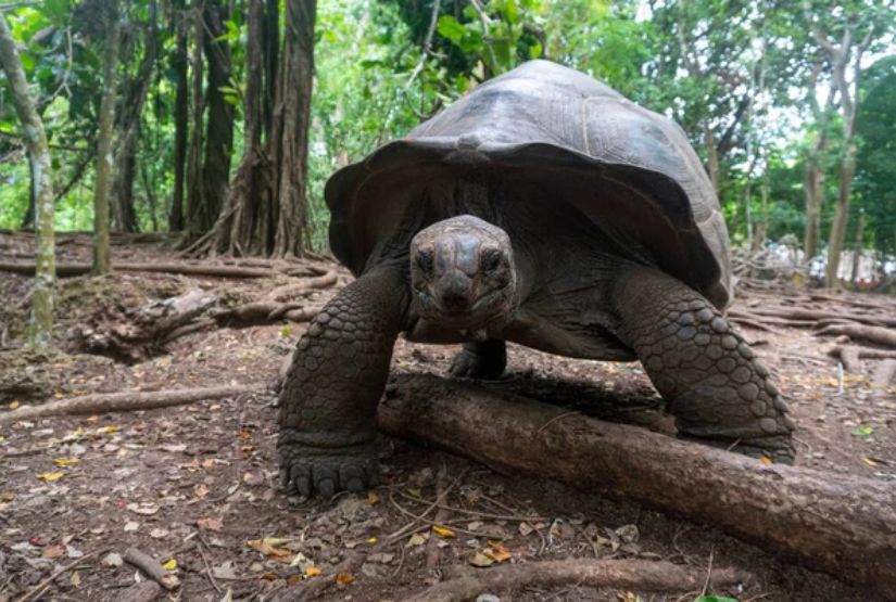 galapagos islands cruise itineraries 2025