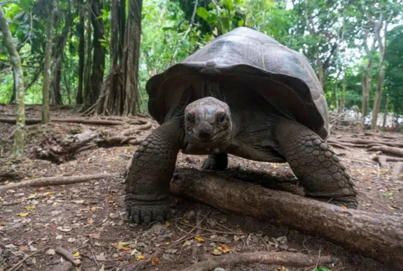 galapagos islands cruise itineraries 2025