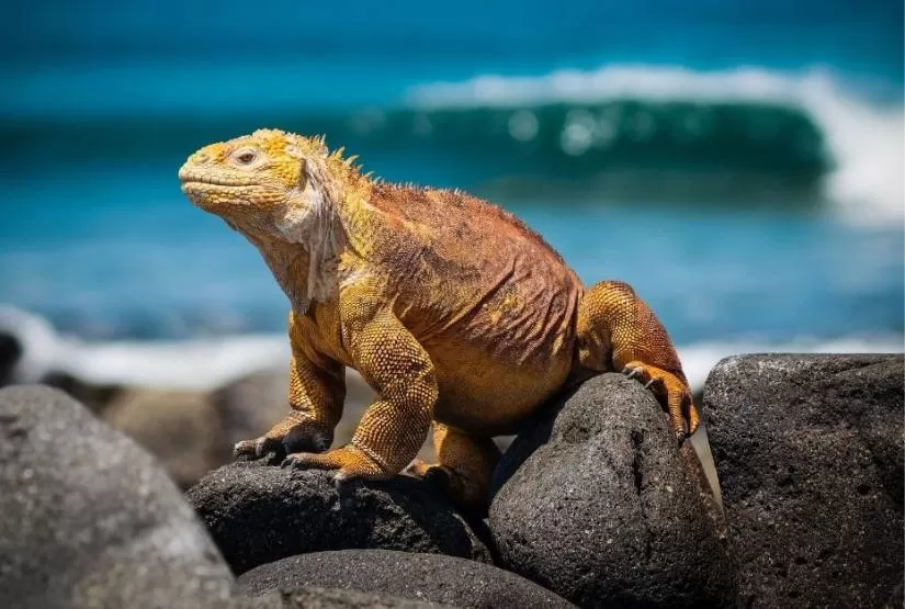 Galapagos 10 days Tour