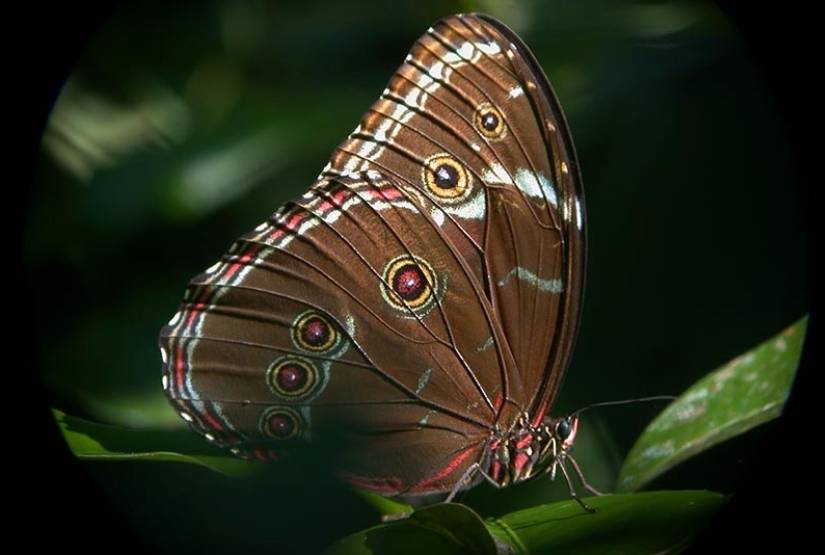 Sani Lodge Butterfly
