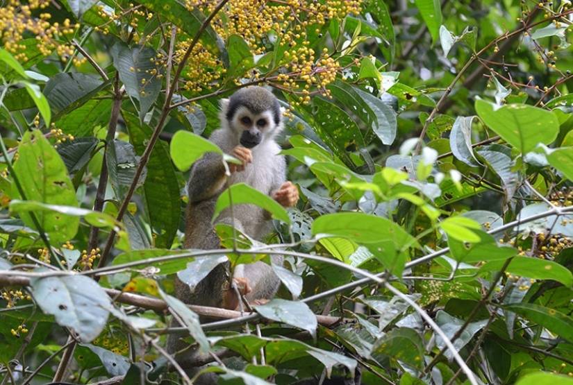 Sani Lodge Monkey