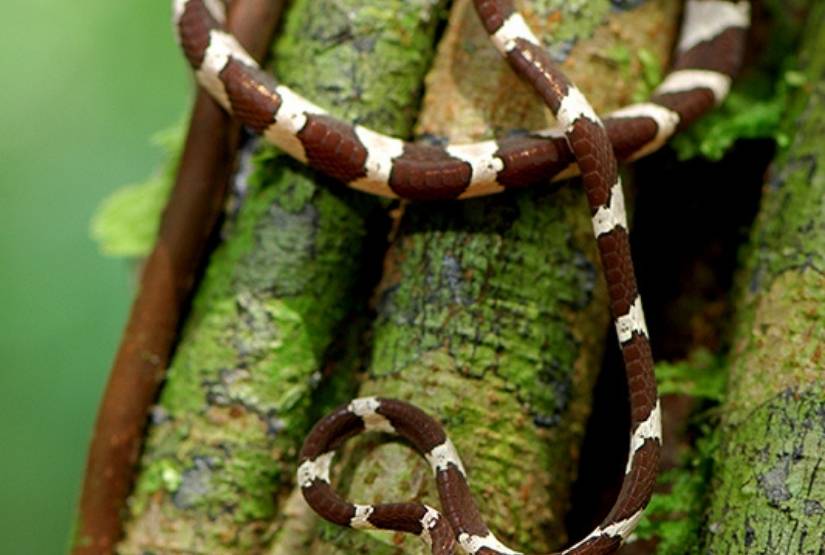 Sani Lodge Snake