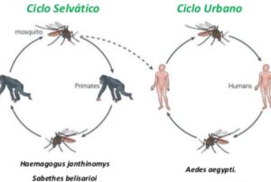 fiebre amarilla transmisión