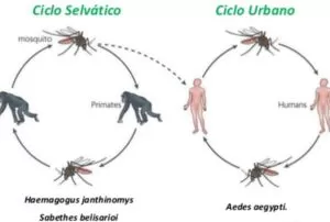 fiebre amarilla transmisión