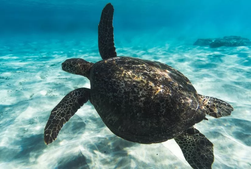 bartolome island marine turtle bartolome island marine turtle