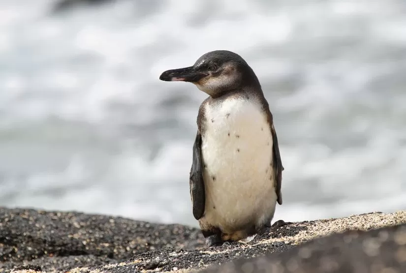 bartolome island penguin bartolome island penguin