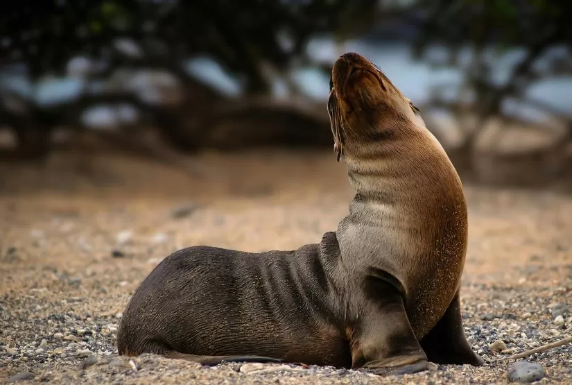 bartolome island sea lion bartolome island sea lion
