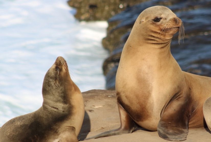 Sea lion 2